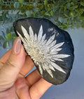 Natural Chrysanthemum Stone Specimen
