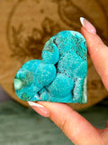 Malacholla Heart