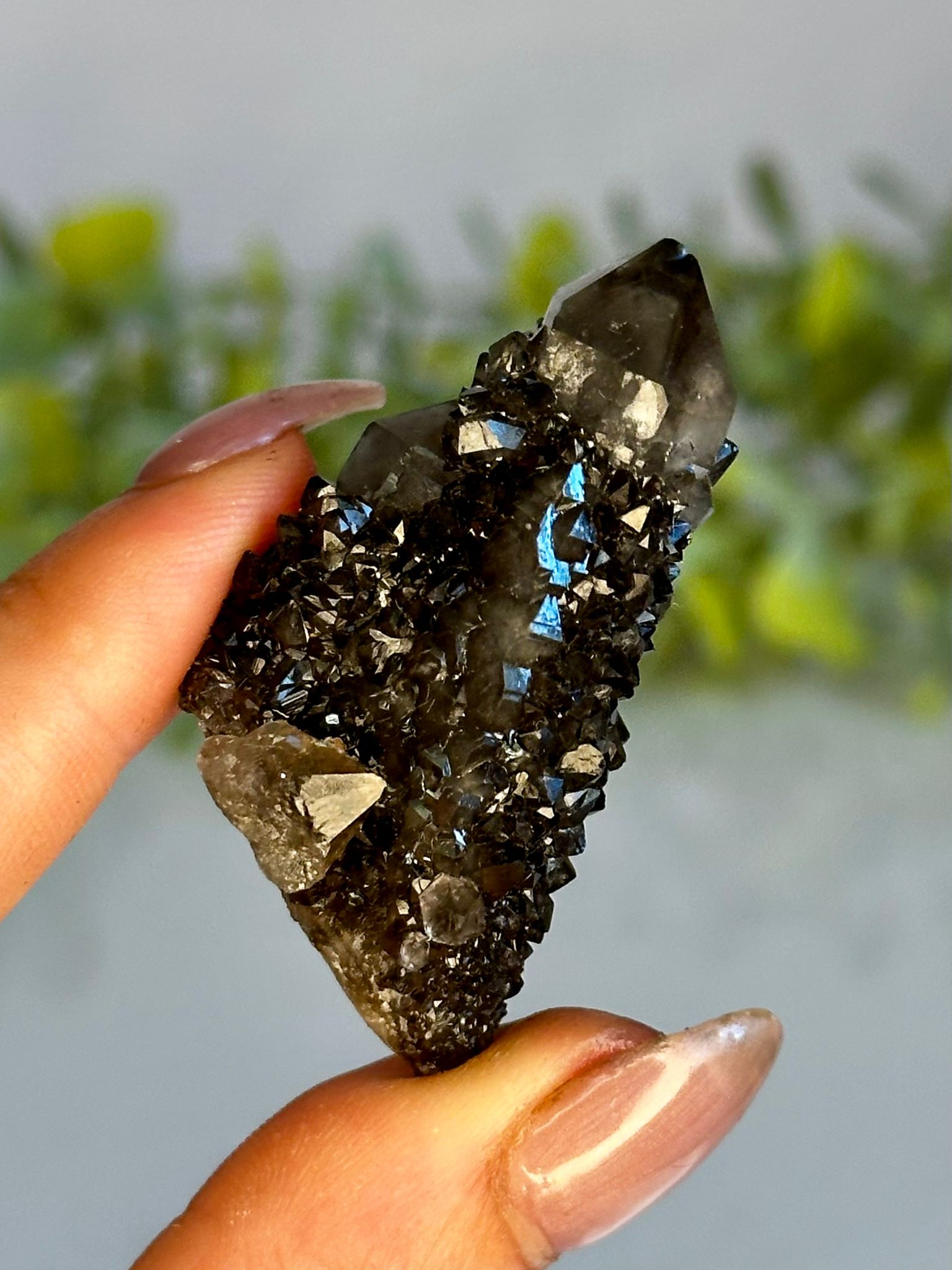 Black Spirit Quartz Cluster
