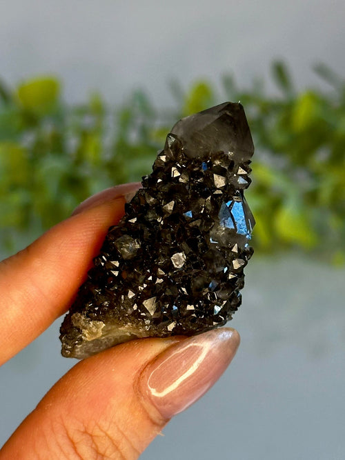 Black Spirit Quartz Cluster