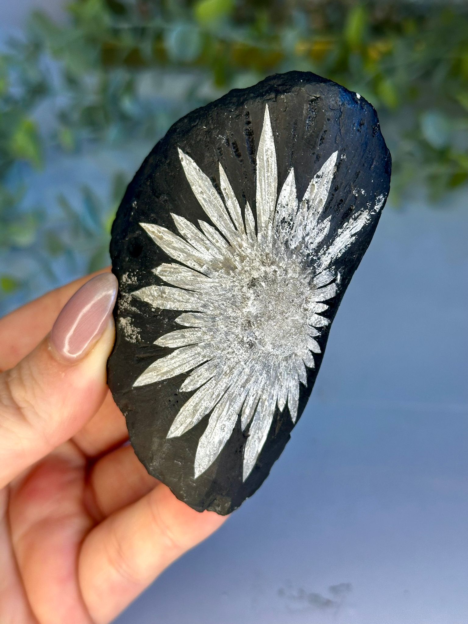 Natural Chrysanthemum Stone Specimen