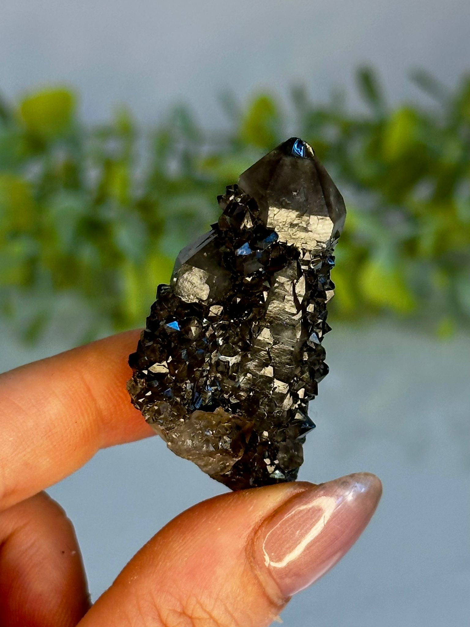 Black Spirit Quartz Cluster