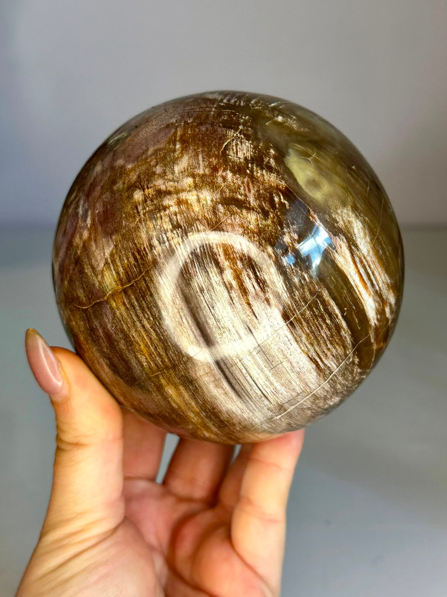 Large Petrified Wood Sphere
