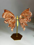 Pink Crazy Lace Butterfly Wings on Custom Stand