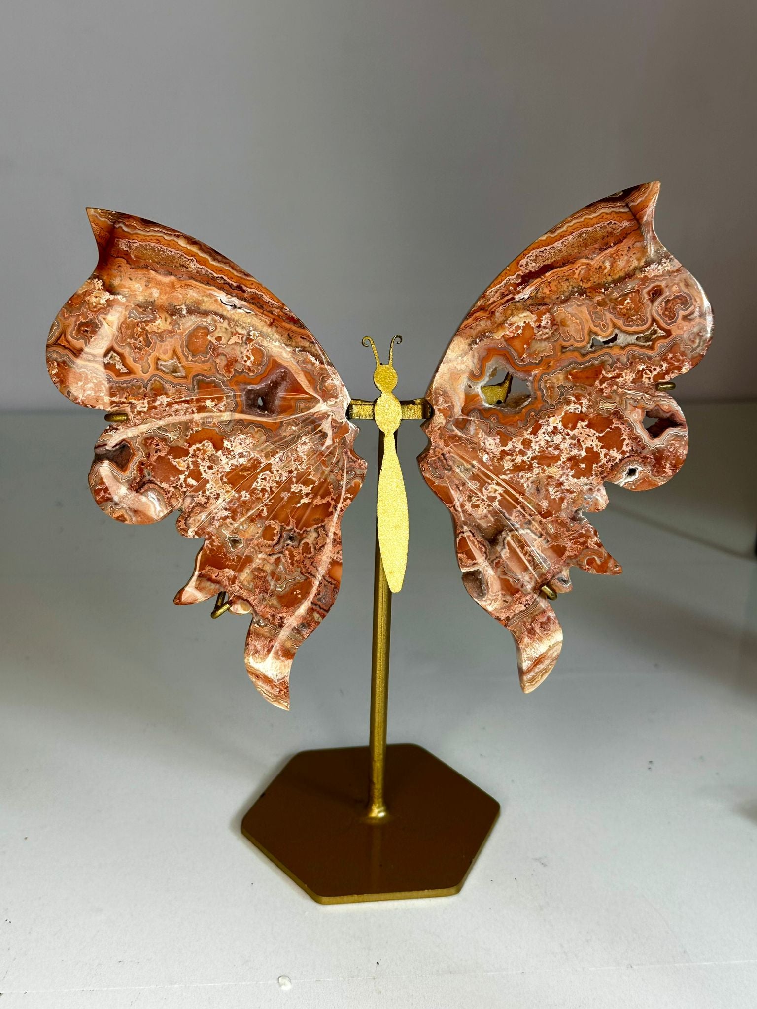Pink Crazy Lace Butterfly Wings on Custom Stand