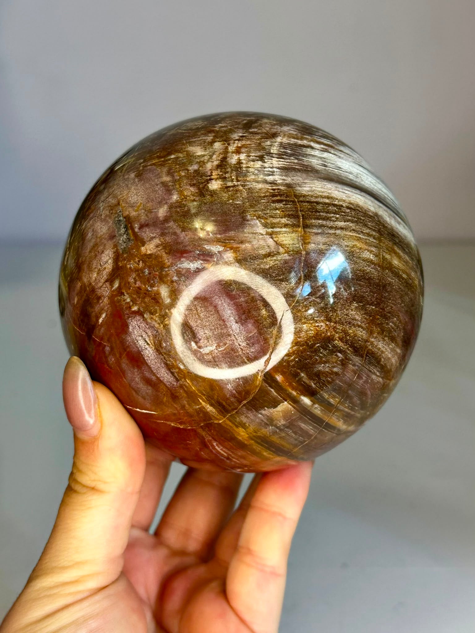 Large Petrified Wood Sphere