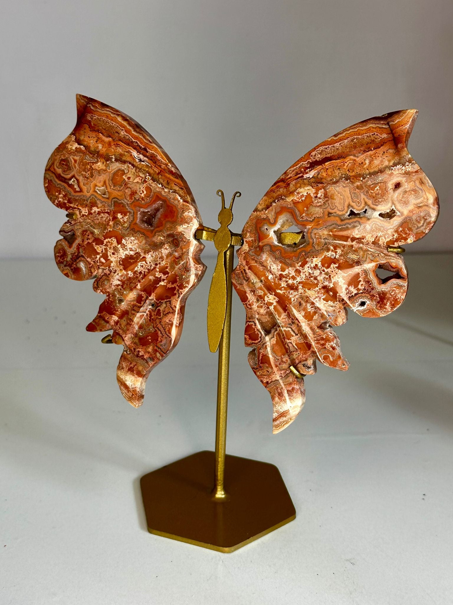 Pink Crazy Lace Butterfly Wings on Custom Stand