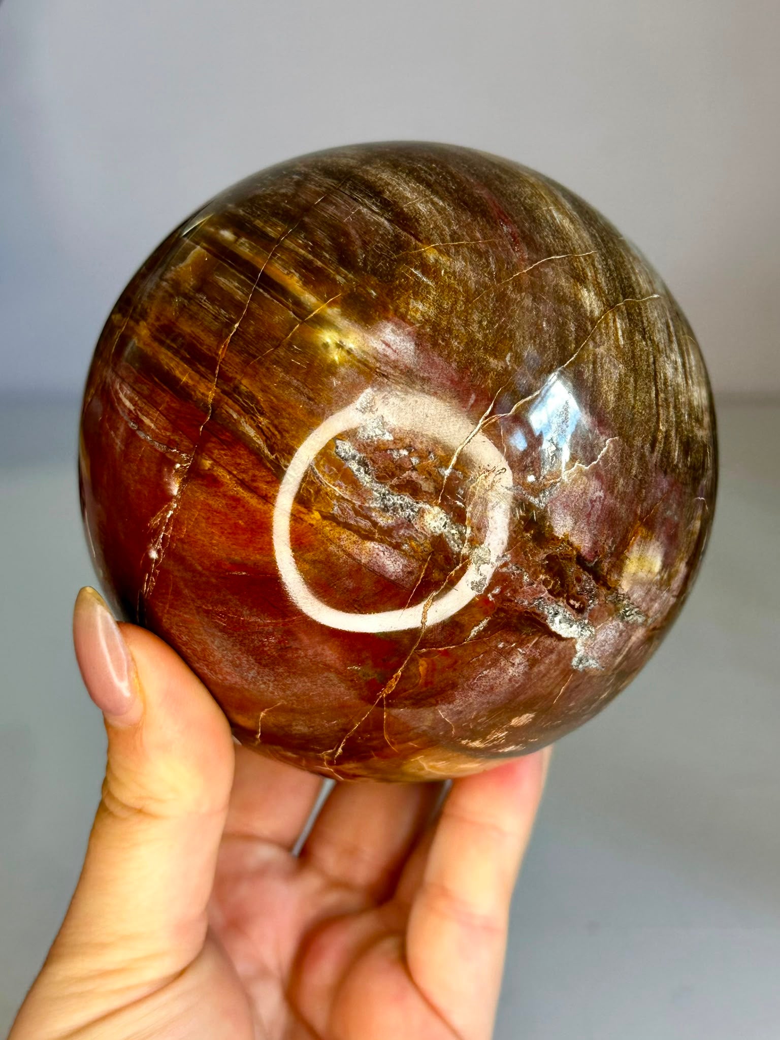 Large Petrified Wood Sphere