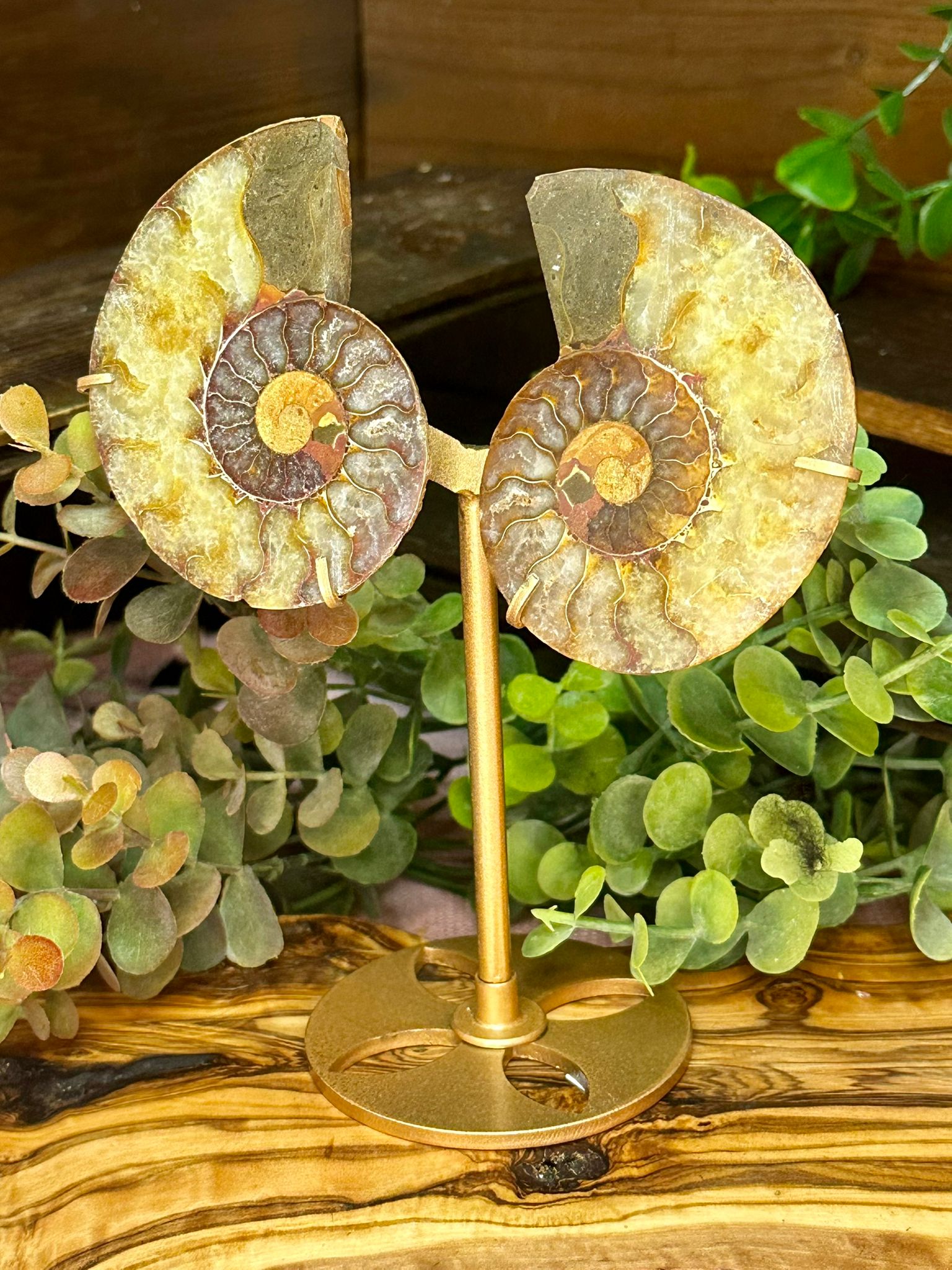 Ammonite Fossil Pair on Stand