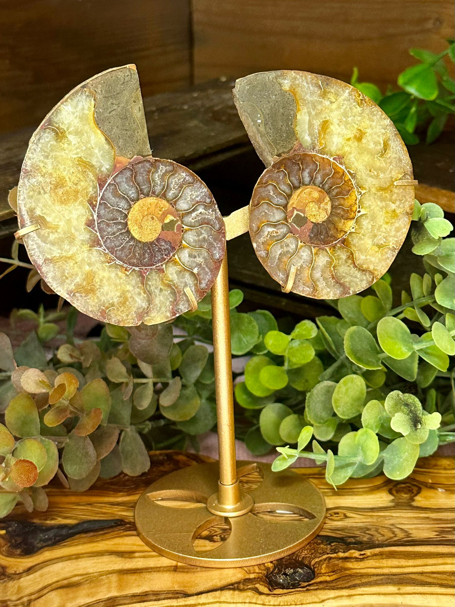 Ammonite Fossil Pair on Stand