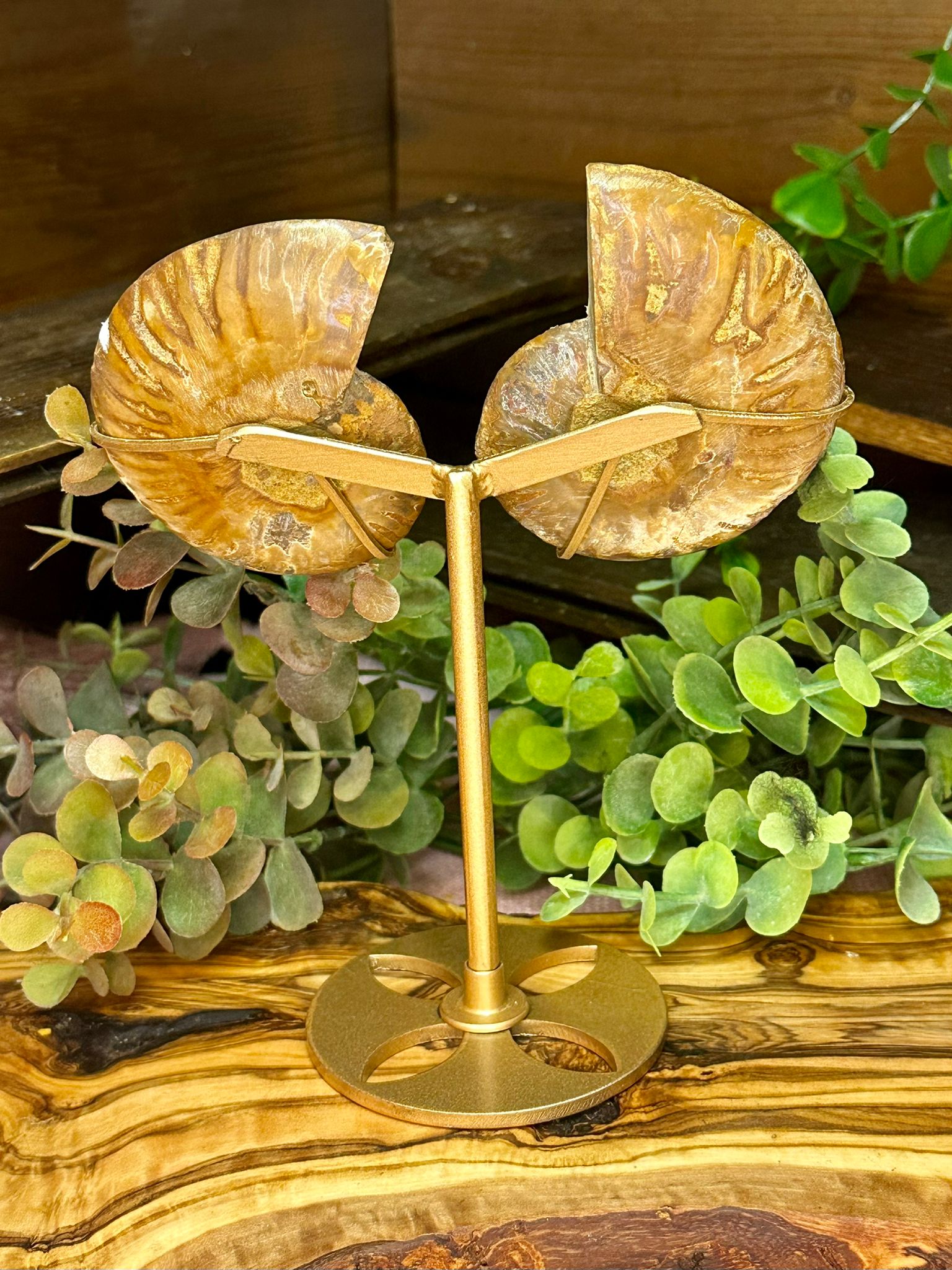 Ammonite Fossil Pair on Stand