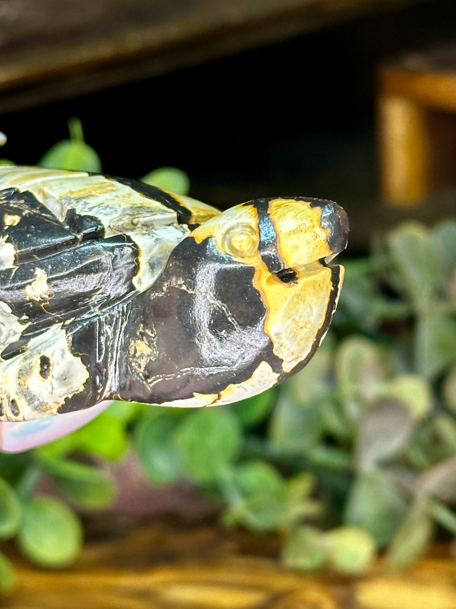 Picture Jasper Turtle Carving #2