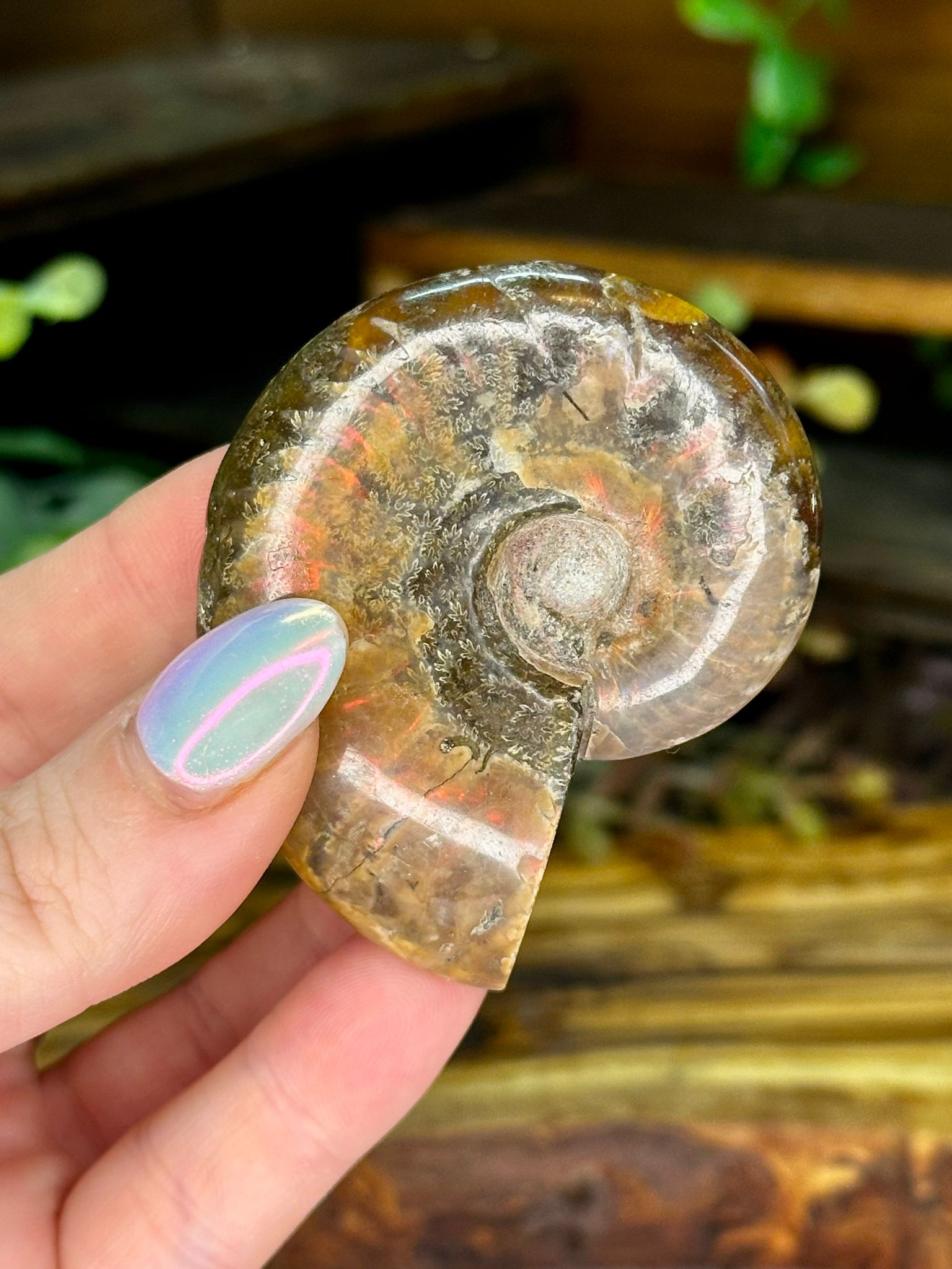 Iridescent Ammonite Fossil
