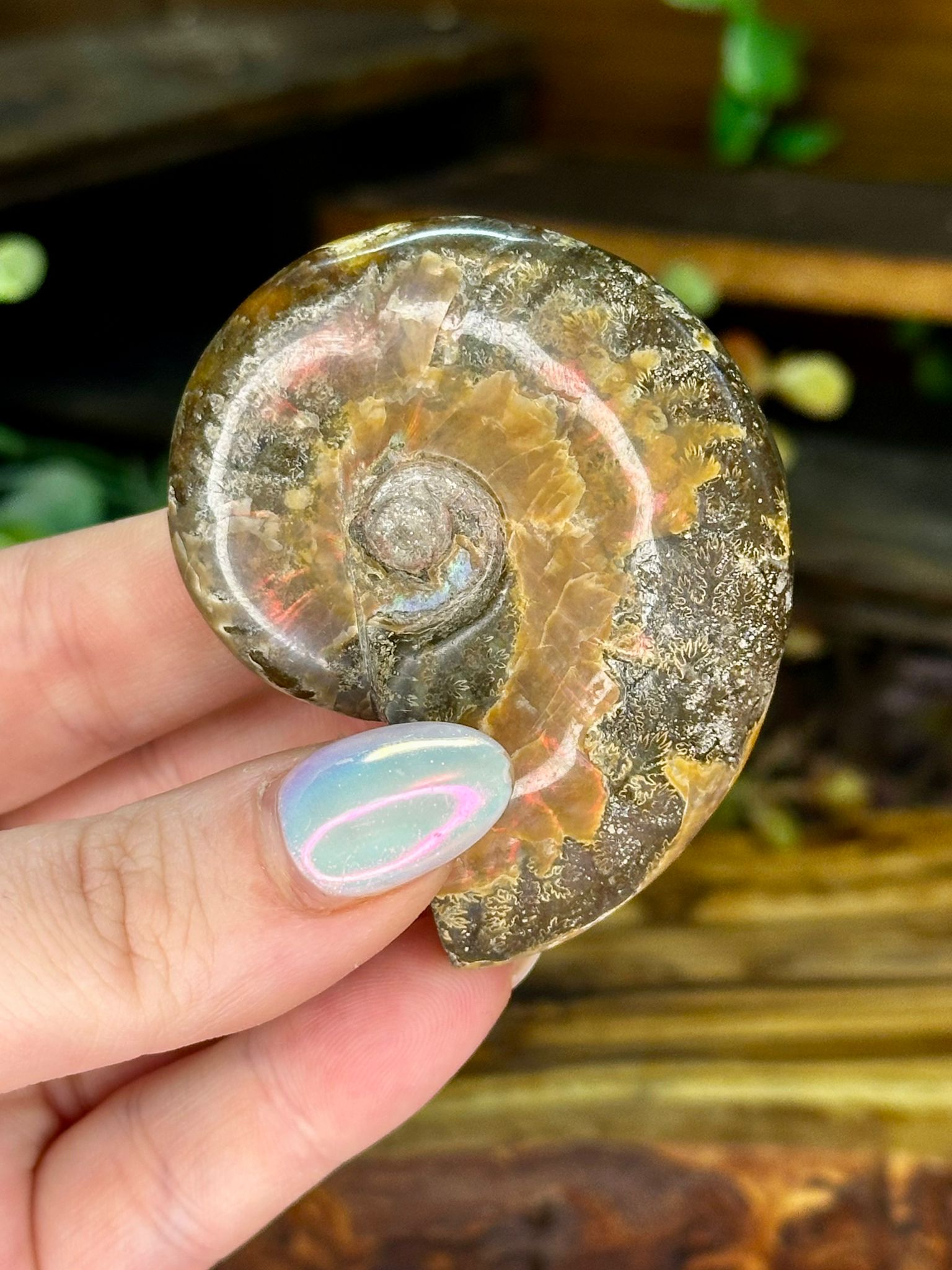 Iridescent Ammonite Fossil