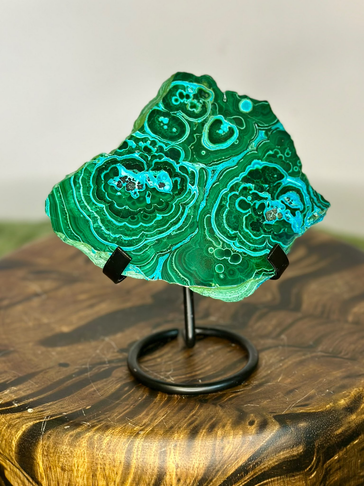 Polished Malacholla specimen with green Malachite and turquoise Chrysocolla banding