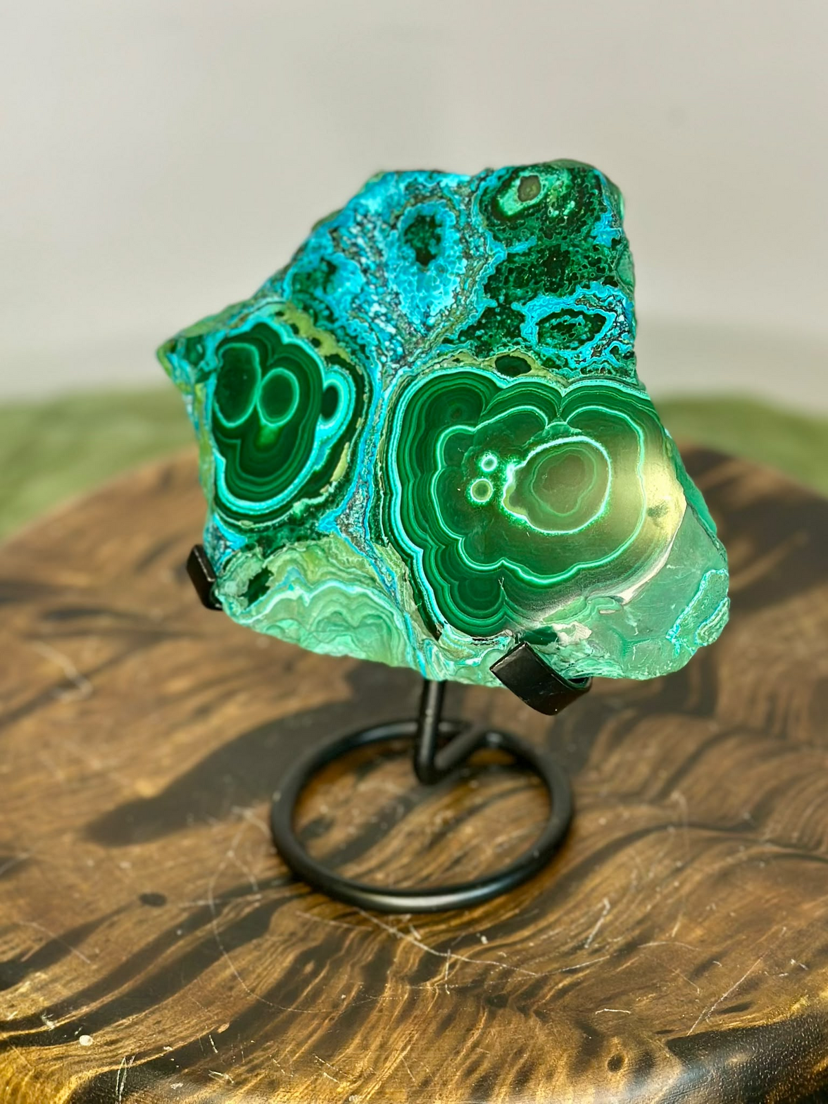 Malacholla polished mineral display with concentric Malachite and blue Chrysocolla formations
